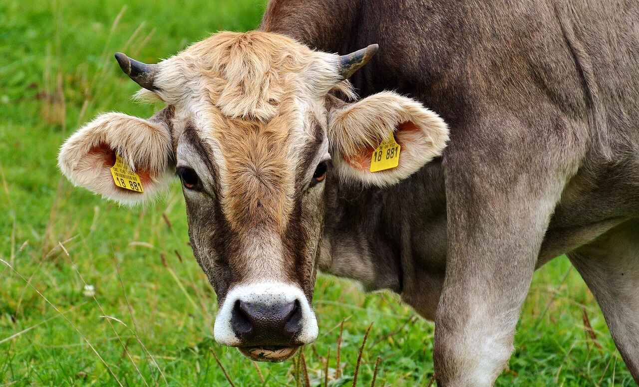 foot and mouth disease