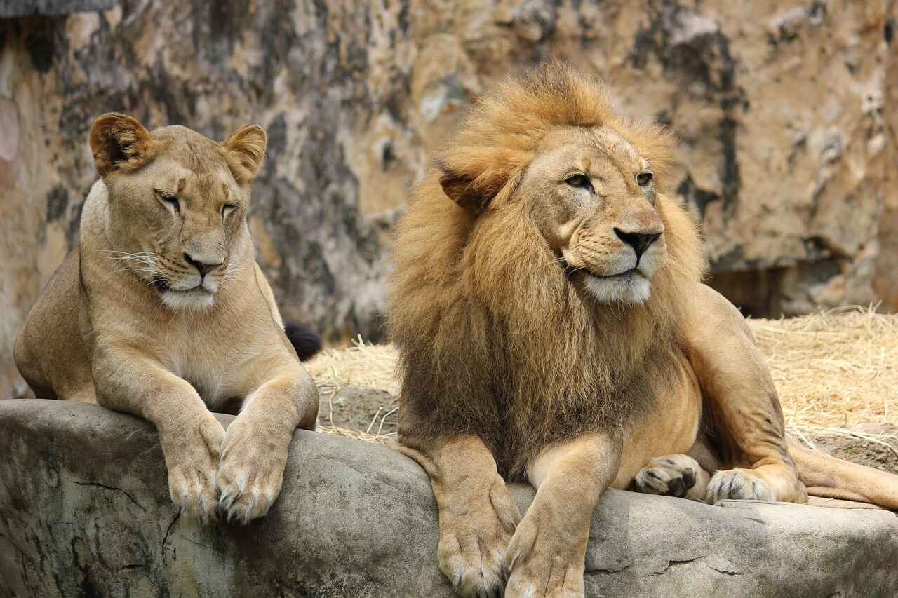 Lion Breeding