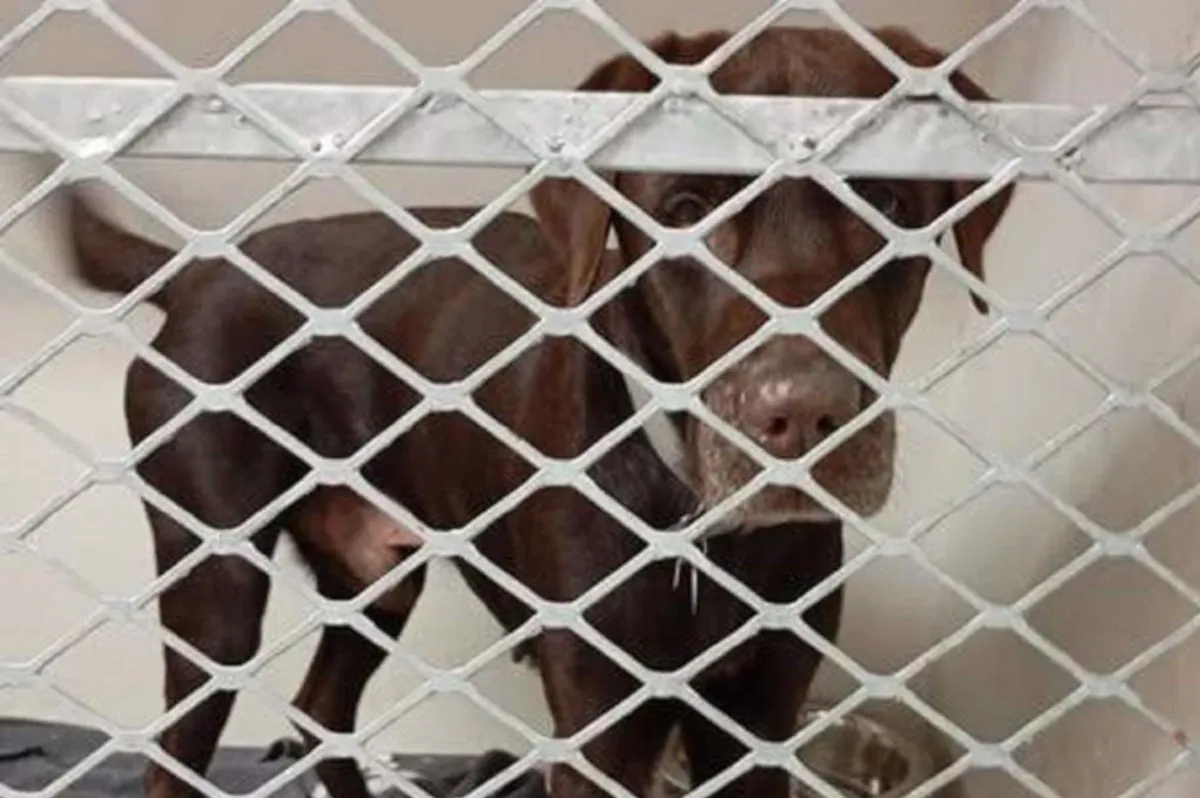A chocolate Labrador named Achi, who faced being euthanised following a dramatic sea rescue earlier this month, has been saved.