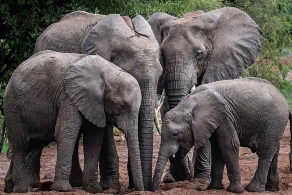 elephants