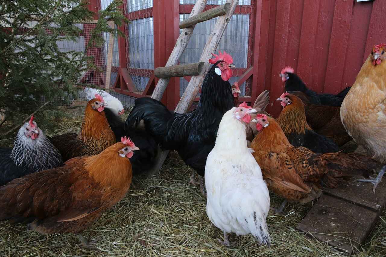 Bird Flu