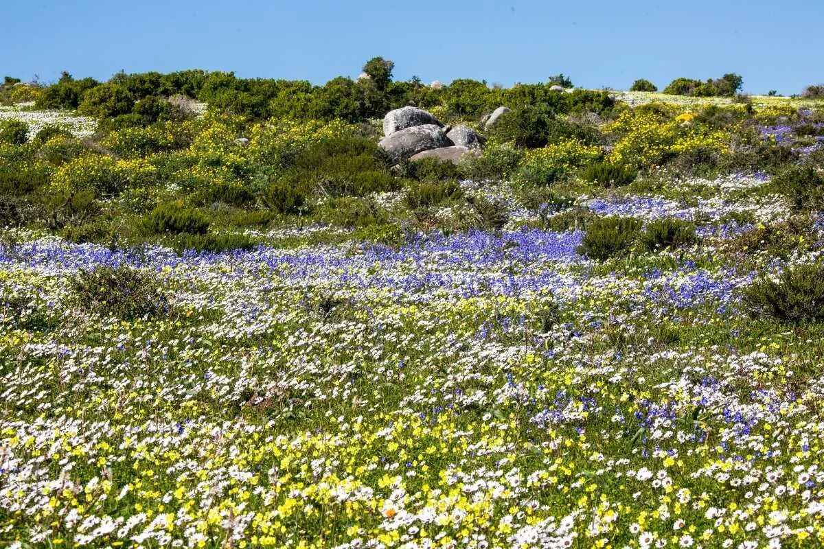 SANParks