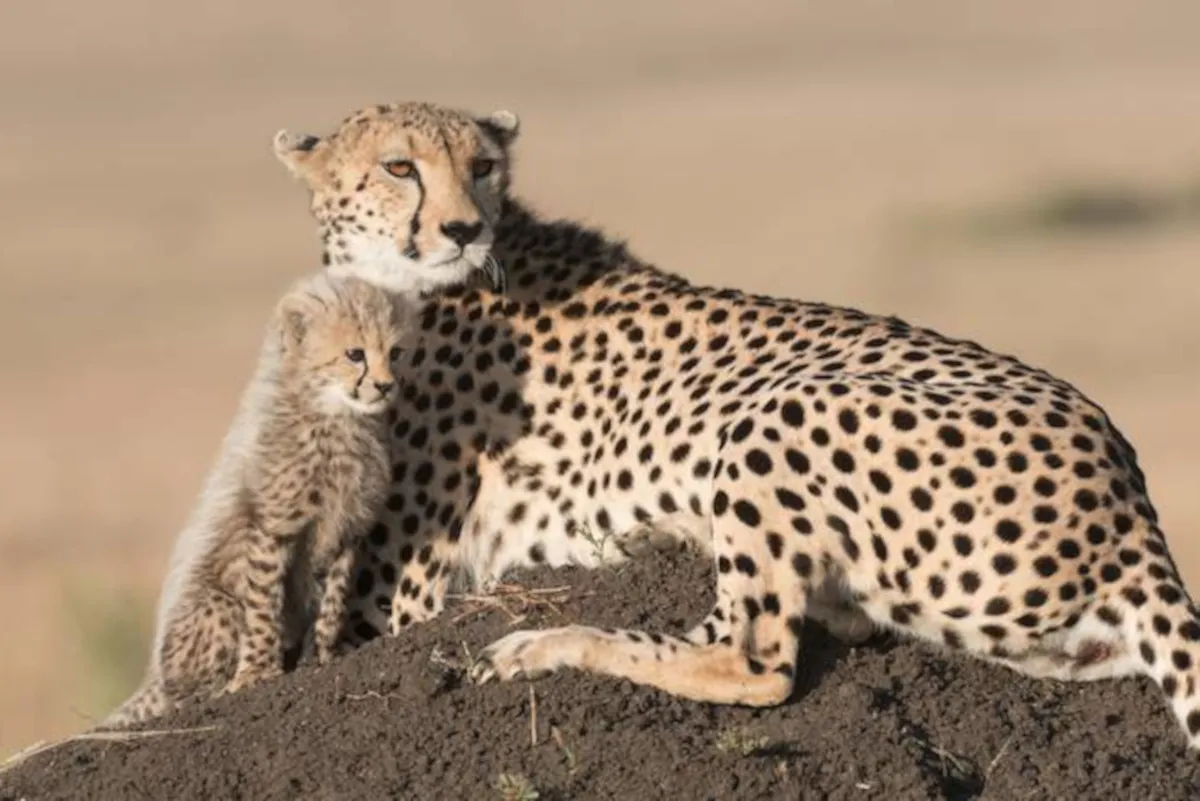 Kruger Park