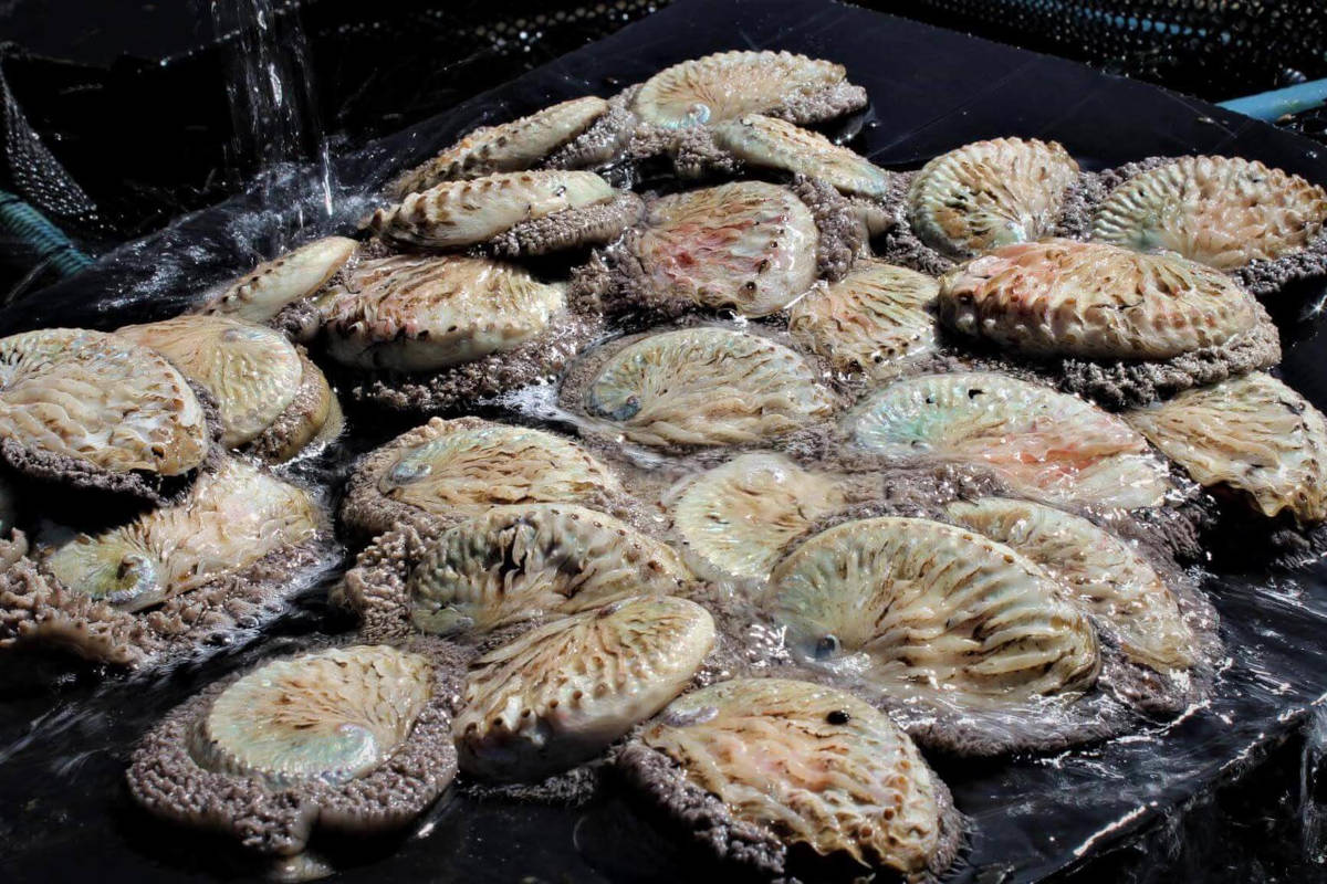 Abalone
