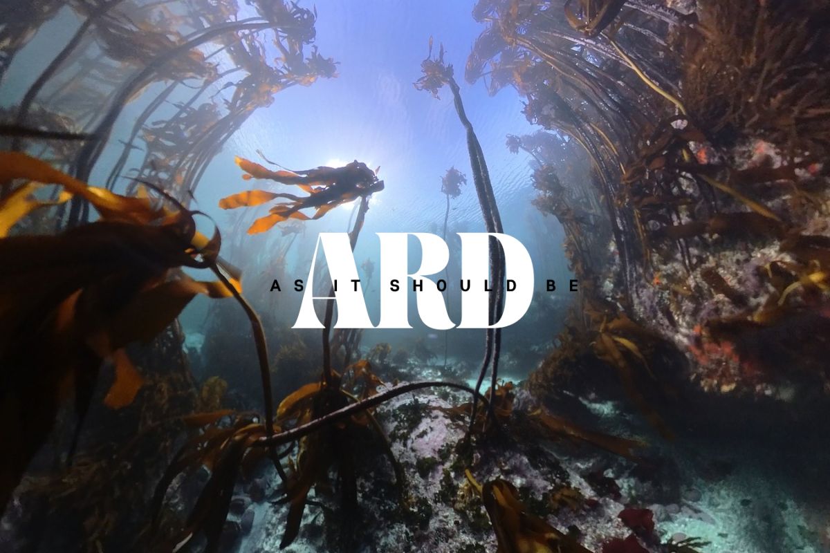 Ard Matthew New Album