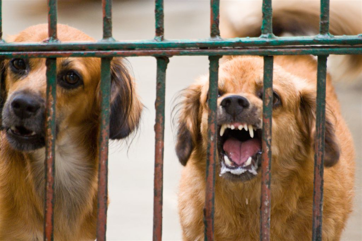 Image of aggressive, rabies-infected dogs, accompanying a story about rabies in south africa