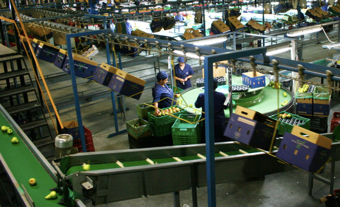 English: Works packing fruit for export in a Graaff-Fruit packing house in Ceres, South Africa. This image accompanies story about 248 000 new jobs in South Africa masking huge losses in these sectors