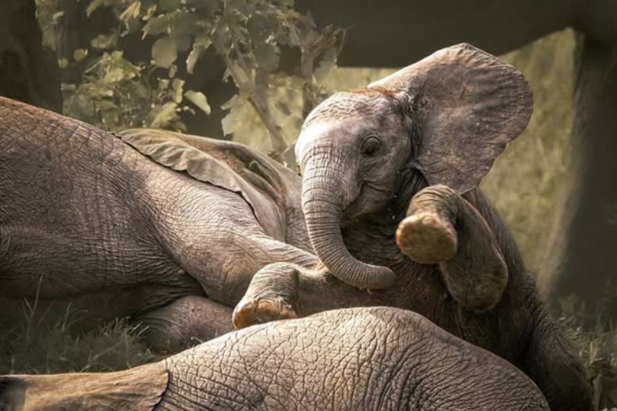 A young elephant trying to play with its siblings