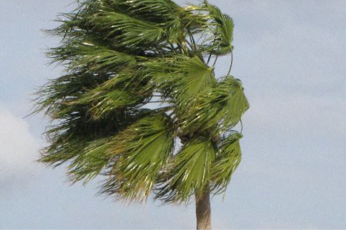 South africa weather forecast.