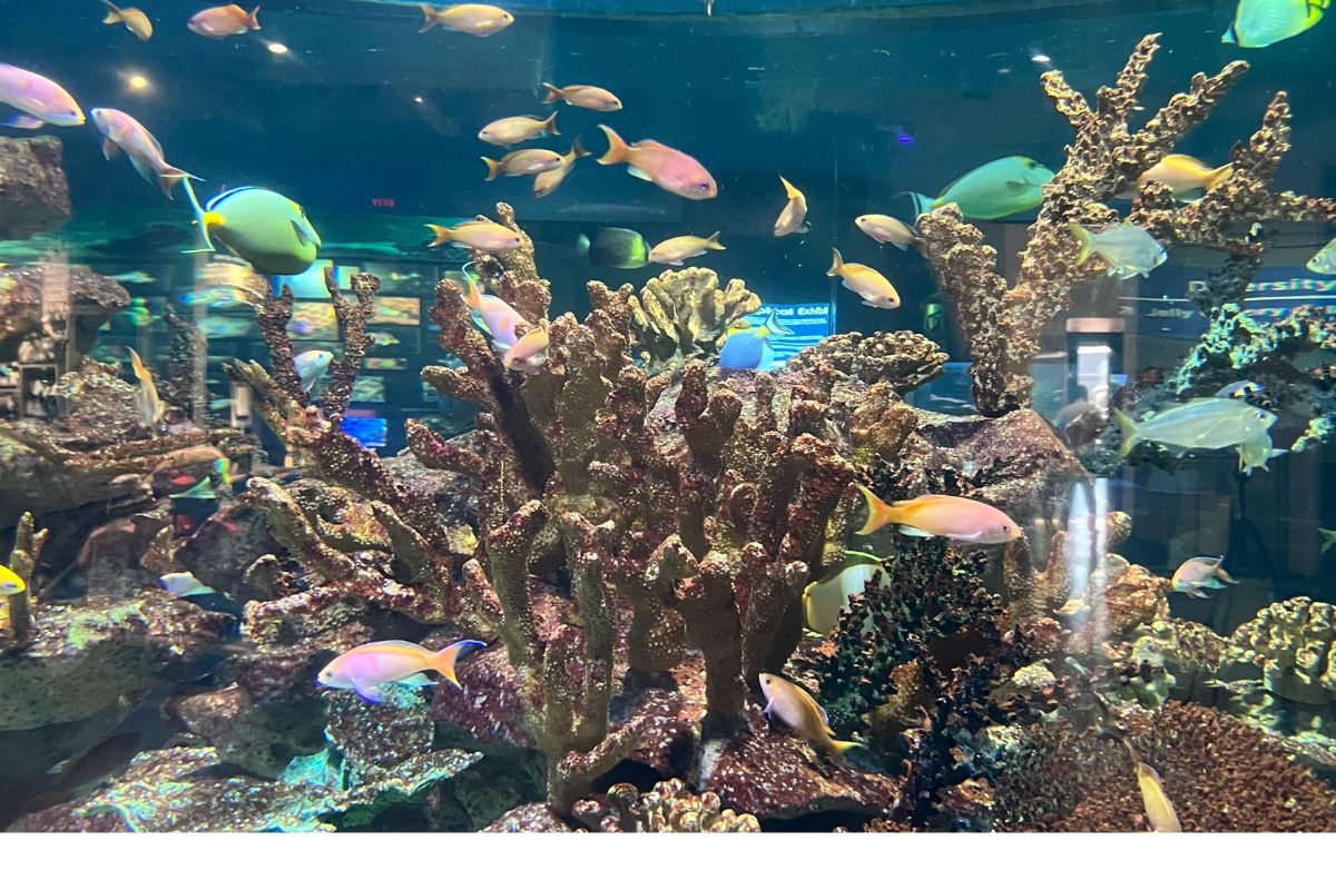 Fishes at the aquarium