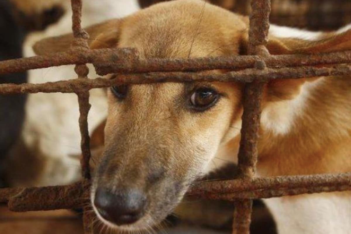 Image of a dog in cage, accompanying an article about Nigeria and its penchant for dog meat consumption