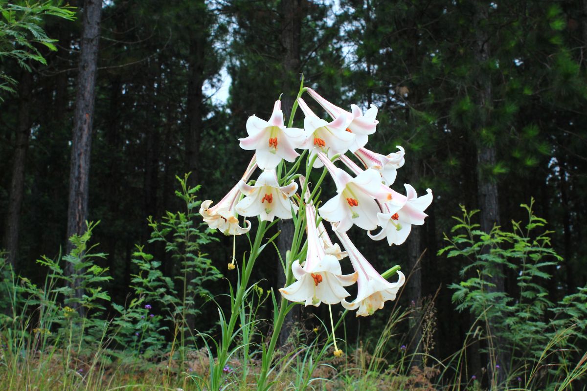 Discover why a striking alien plant next to roadsides and misty forest edges, known as the Formosa lily, wins hearts across South Africa.