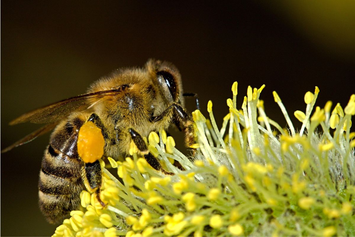 Learn how the planet’s tiniest heroes matter for our future. Discover the important role of bees in nature’s balance.